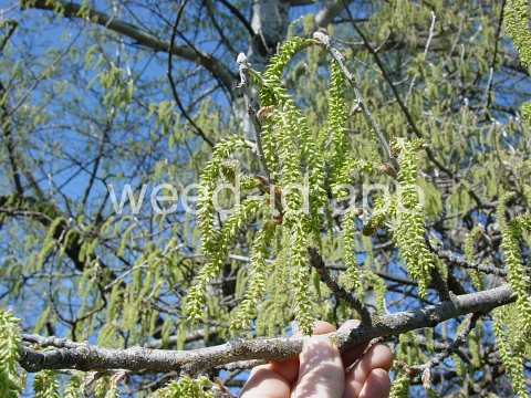 poplar, white